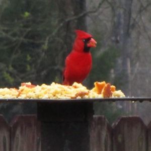 Meet your Posher, Sandra